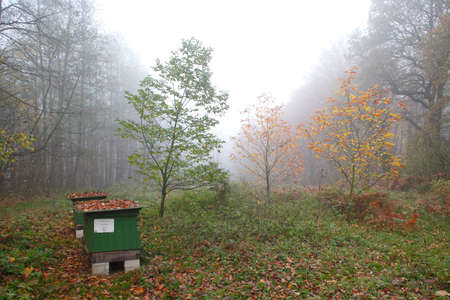 Autumn with mist in a Wood,  Germany, Europeの写真素材