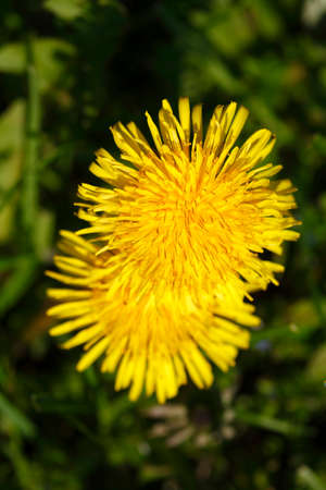 Blossoming Dandelion (Taraxacum)の写真素材