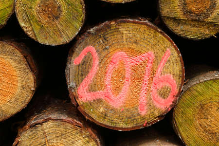 Logs in a Woodのeditorial素材