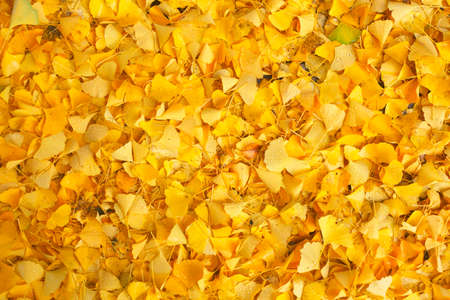 yellow Autumn Leavesの写真素材