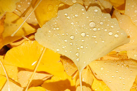 yellow Autumn Leavesの写真素材