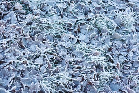 with  hoarfrost  coated  Autumn Leavesの写真素材