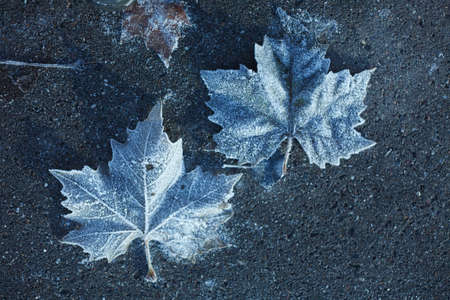 with  hoarfrost  coated  Autumn Leavesの写真素材