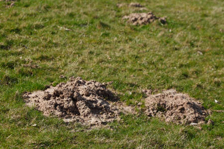 Mole hills on a Meadowの写真素材