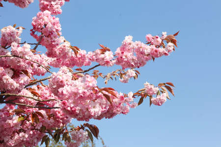 cherry tree blossom