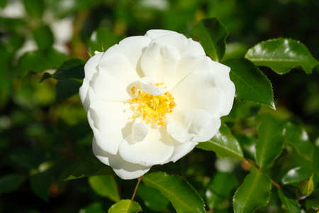 blossoming white colored Roses flowersの写真素材