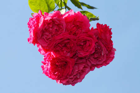 blossoming purple colored Roses flowersの写真素材