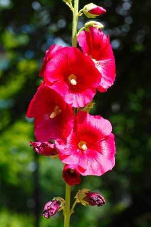 Blossoming Red Common Hollyhock Flowersの写真素材