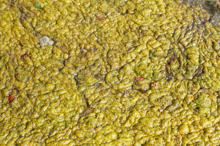 green-yellow algae in a pondの写真素材