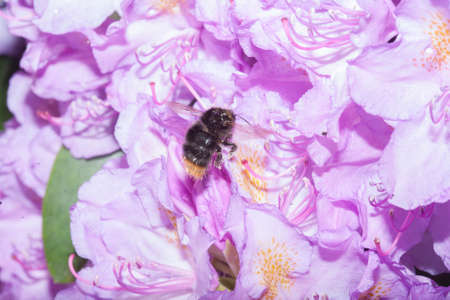 violet  blossom  flowers in springの写真素材
