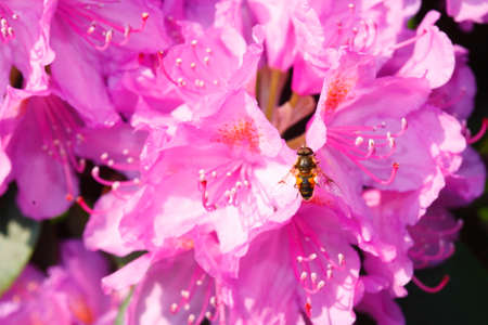 violet  blossom  flowers in springの写真素材