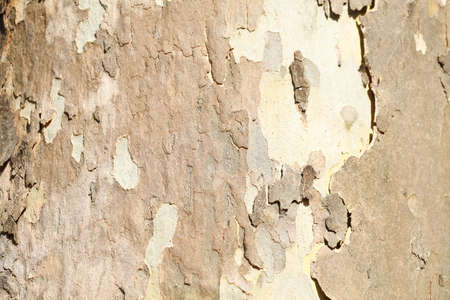 wooden bark tree texture on a tree trunk