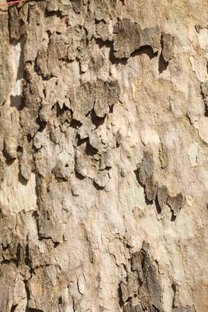 wooden bark tree texture on a tree trunkの写真素材