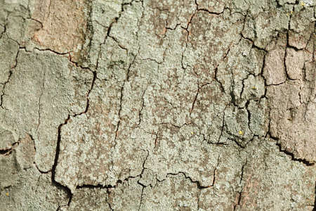 wooden bark tree texture on a tree trunk