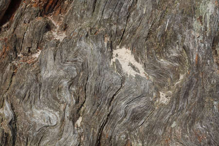 wooden tree texture on a tree trunkの写真素材