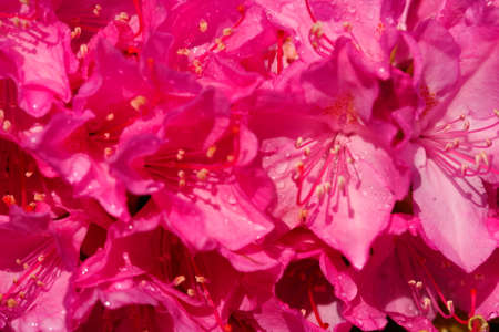violet rhododendron blossom  flowers in spring