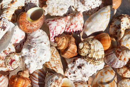 Mussels shells in a Souvenier Shopの写真素材