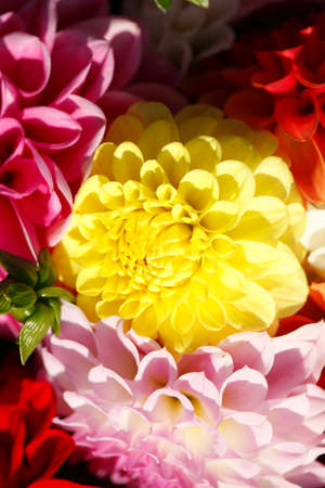 Colorful Dahlias Flowers  on a Flower Marketの写真素材