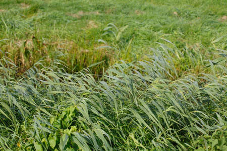 Grass, plants