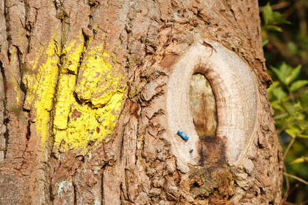 yellow mark oo a trimmed tree trunkの写真素材