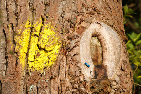 yellow mark oo a trimmed tree trunkの写真素材