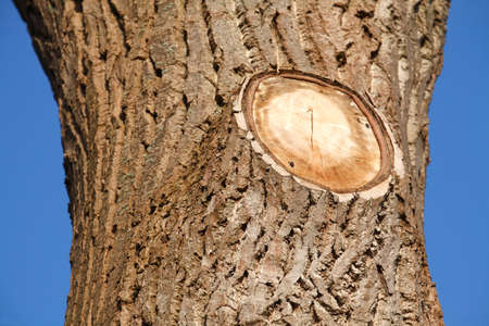 trimmed tree trunk