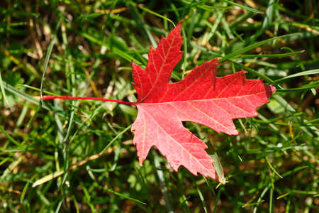 red colored maple leaf in the grassの写真素材