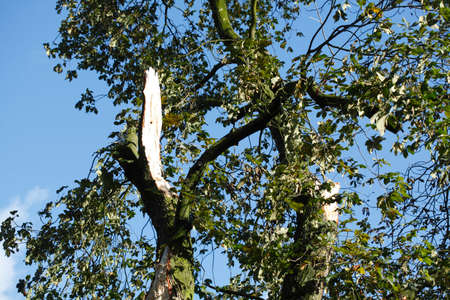 storm damaged tree trunk