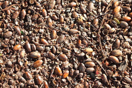 brown acorns lying on the bottomの写真素材