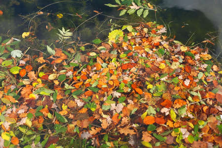 colorful Autumn Leaves swimming in the water