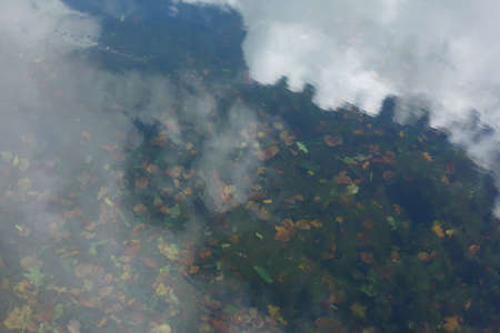 colorful Autumn Leaves swimming in the waterの写真素材