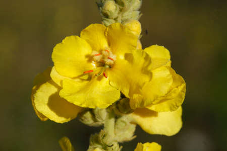 blossoming yellow Common Evening Primrose, Evening Star