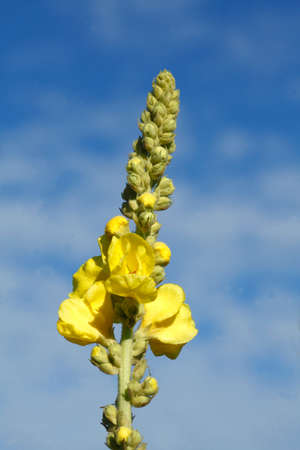 blossoming yellow Common Evening Primrose, Evening Starの写真素材