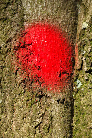 tree bark, red mark on a  tree trunk