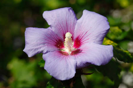 Violet blossoming Hibiscus Flowerの写真素材