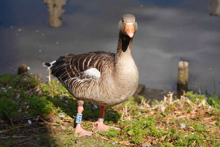 Goose on a  bank embankmentの写真素材