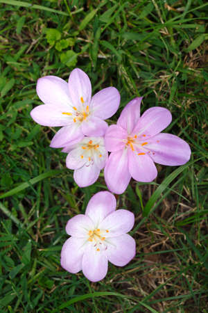Violet Blossoming Crocuses Flowers on a meadowの写真素材