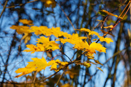 Autumn foliage, yellow colored maple leaves in branches hanging 