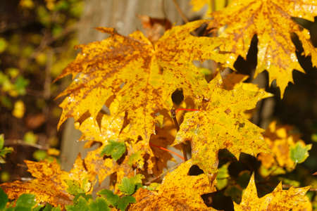 Autumn foliage, yellow colored maple leaves in branches hanging 