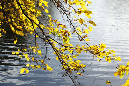 Autumn foliage, yellow colored  leaves in branches hanging の写真素材
