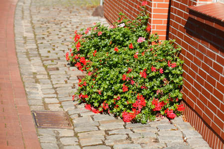 red geraniums flowers on a  pedestrian's way