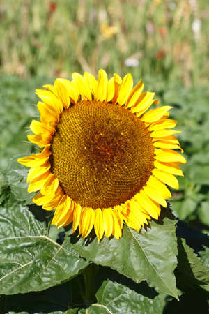 Sunflower, blossom, flower