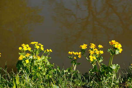 Yellow anemone (Anemone ranunculoides) on a water body
