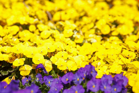 Pansy flowers, flower bed, Germany, Europeの写真素材