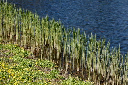 Reeds, grasses and flower meadow on a lake shoreの写真素材