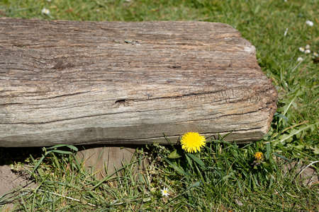 Old wooden bench in a meadow, Germany, Europeの写真素材