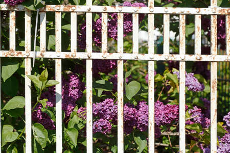 Violet lilac flower and old garden fence, Germany, Europeの写真素材