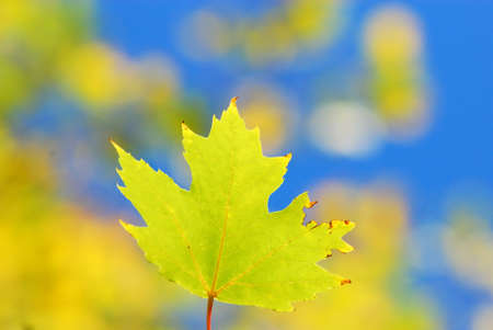 Maple leaf
