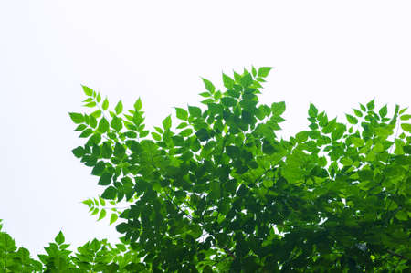 Green leaf の写真素材