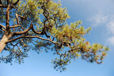 Tree branch under blue sky